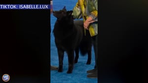 This Year's Dog Show Winner