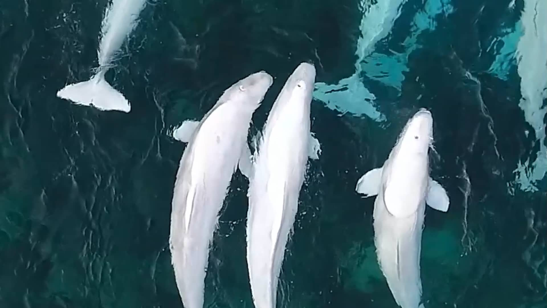 Beluga Whales’ Arctic Summer