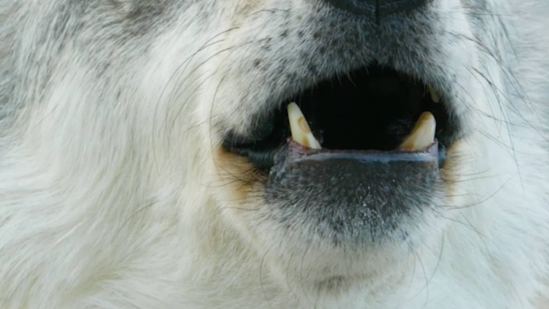 Why Wolves Howl to Each Other