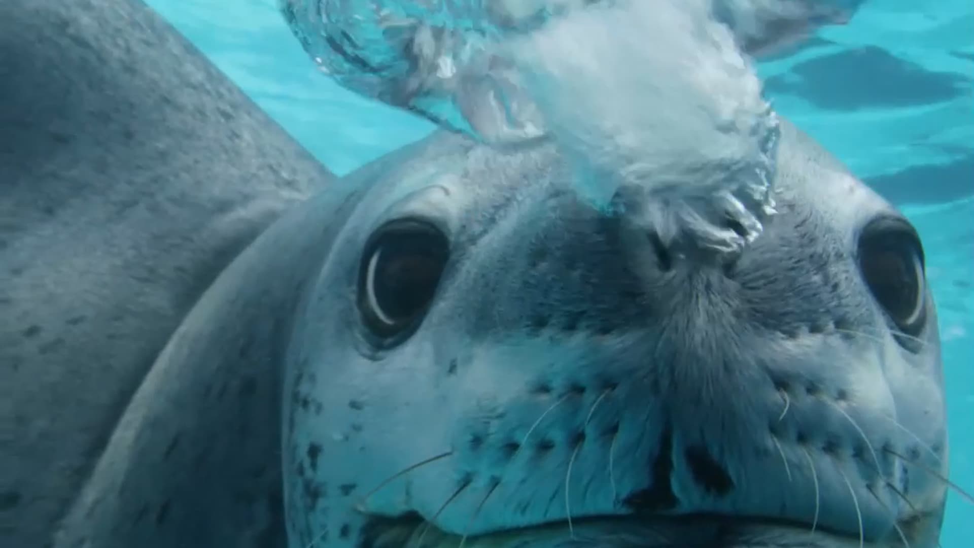 A Leopard Seal Encounter