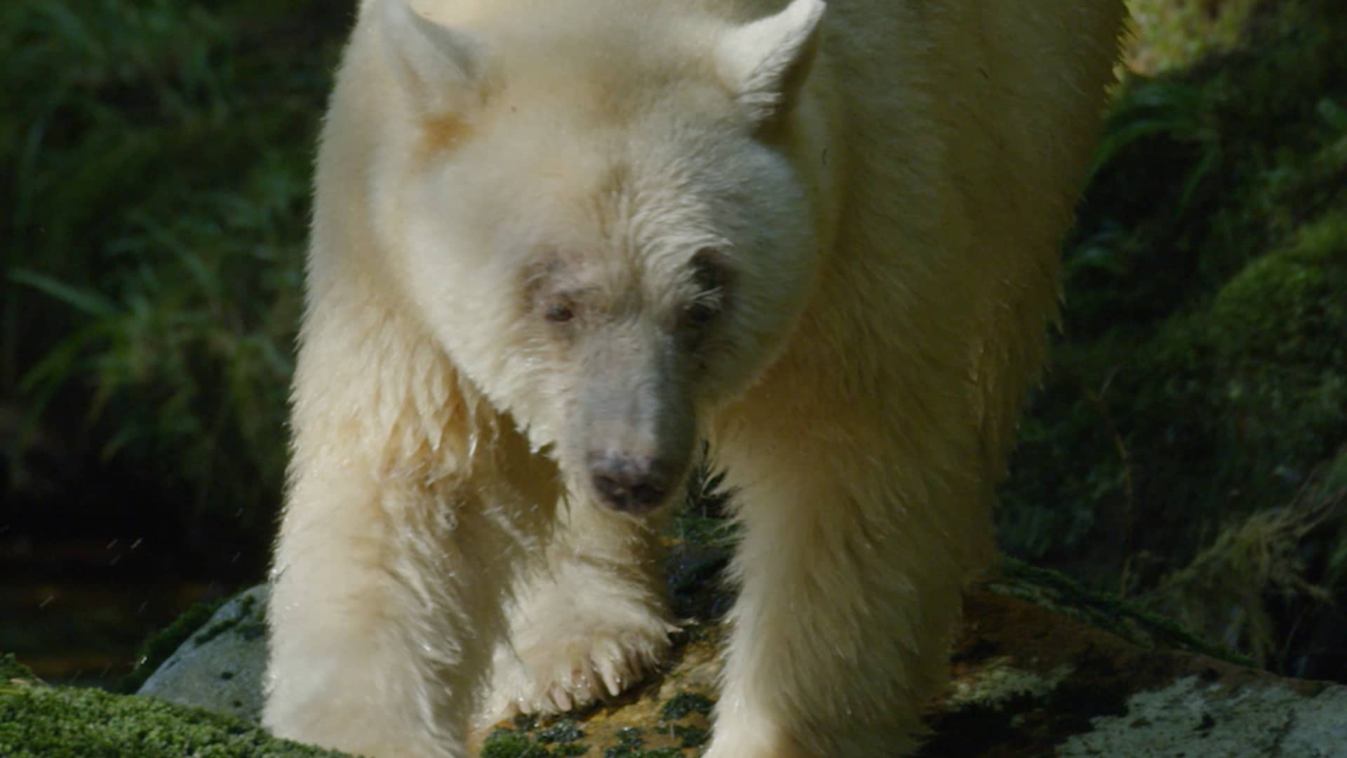 Ma’ah: Spirit Bear of the Great Bear Rainforest