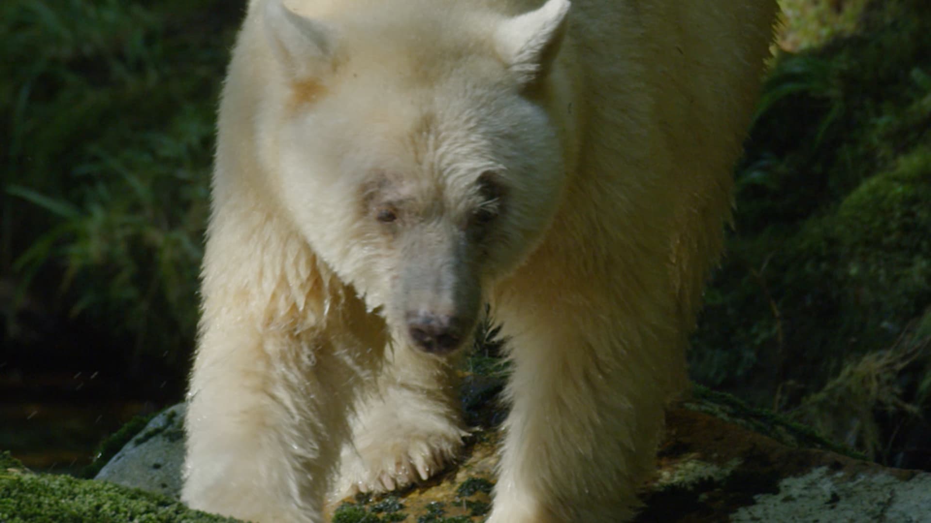Ma’ah: Spirit Bear of the Great Bear Rainforest