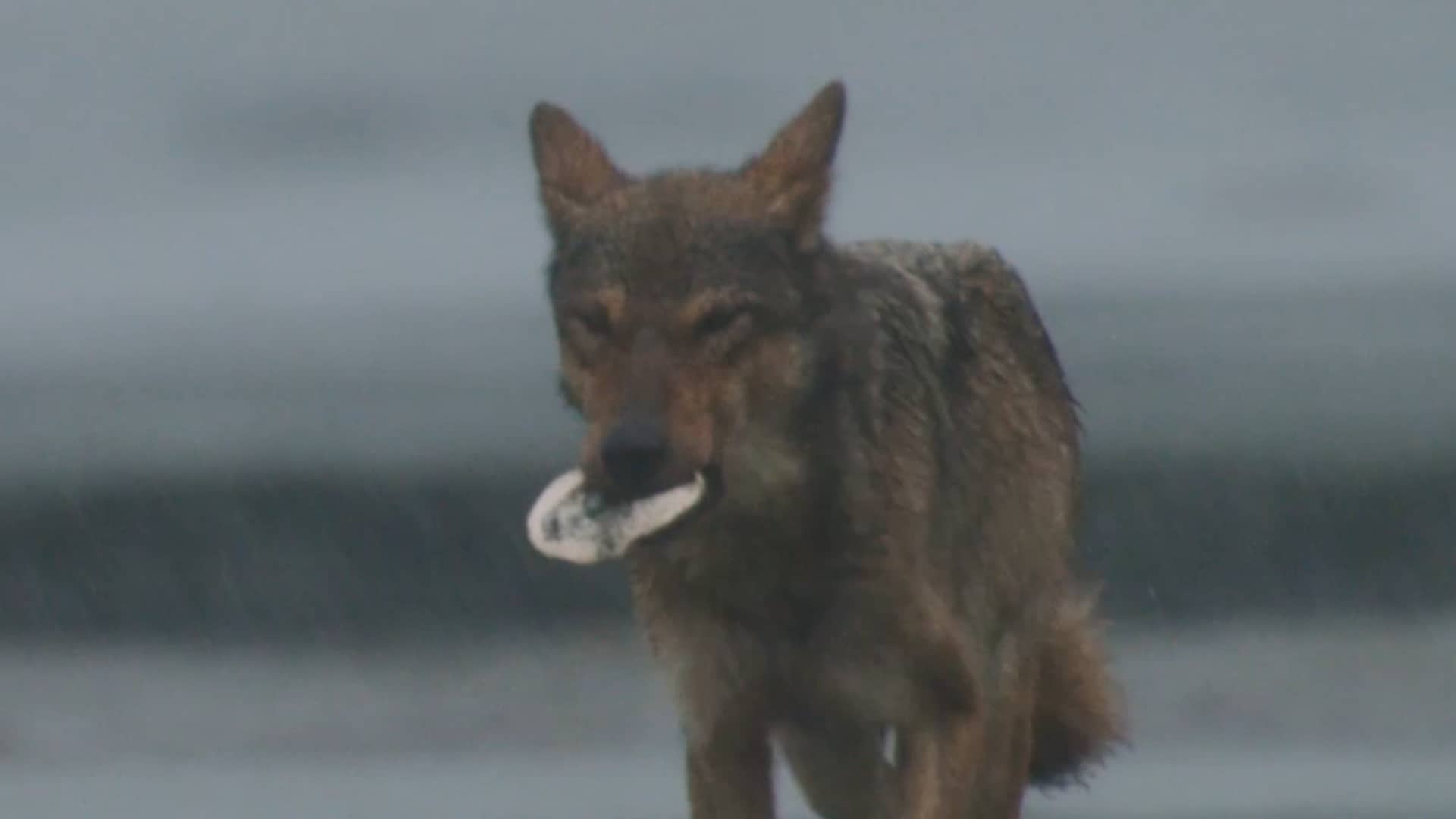 Studying the Sea Wolves