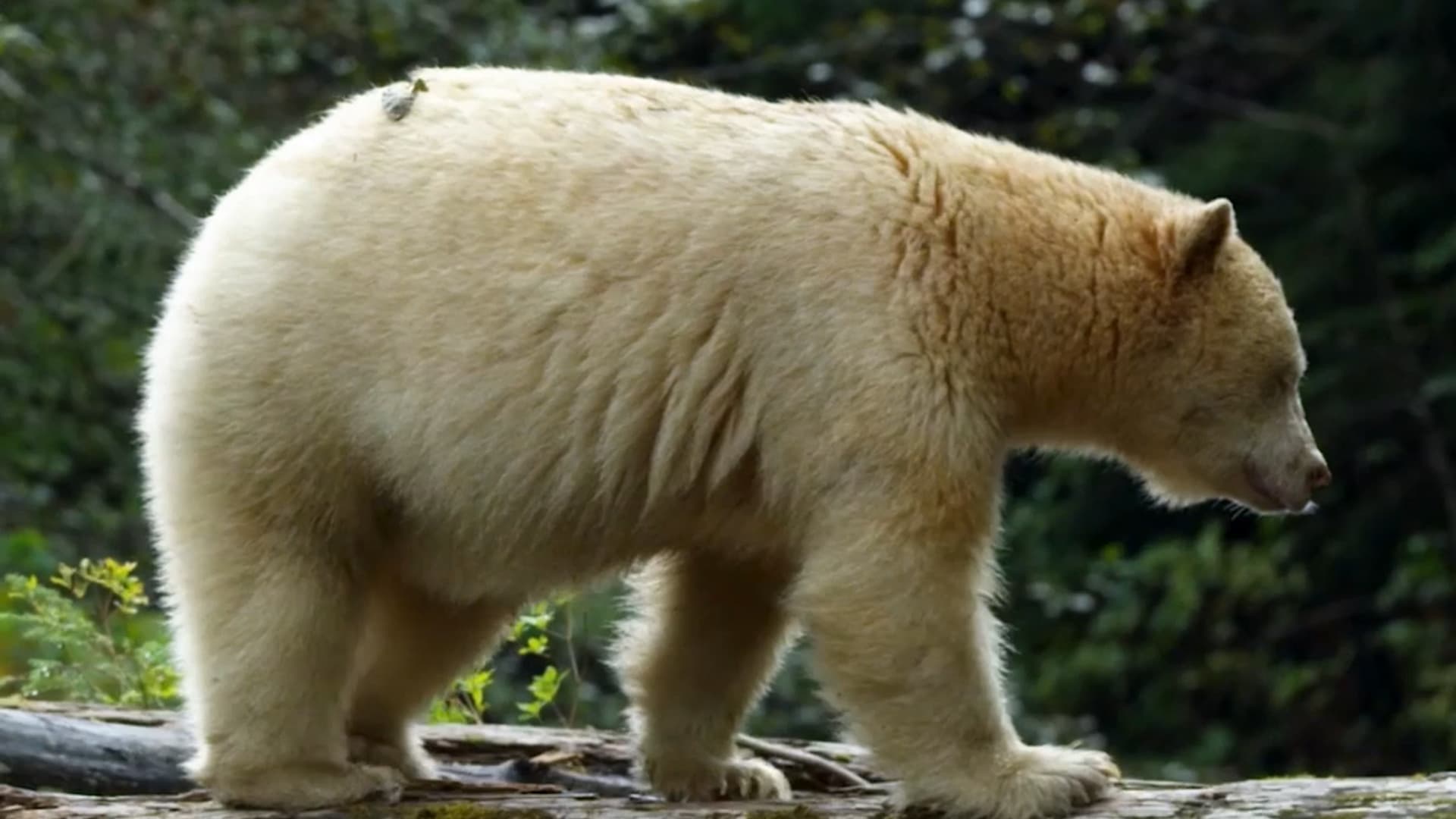 Spirit Bears of the Great Bear Rainforest
