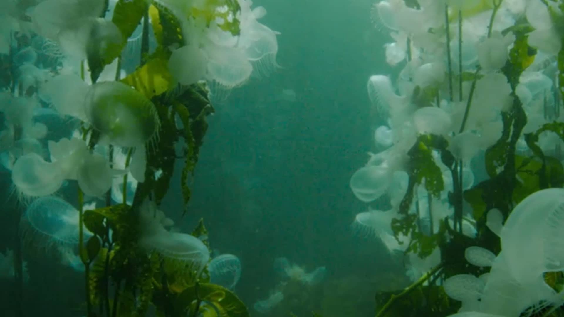 Kelp Forests of the Pacific Northwest