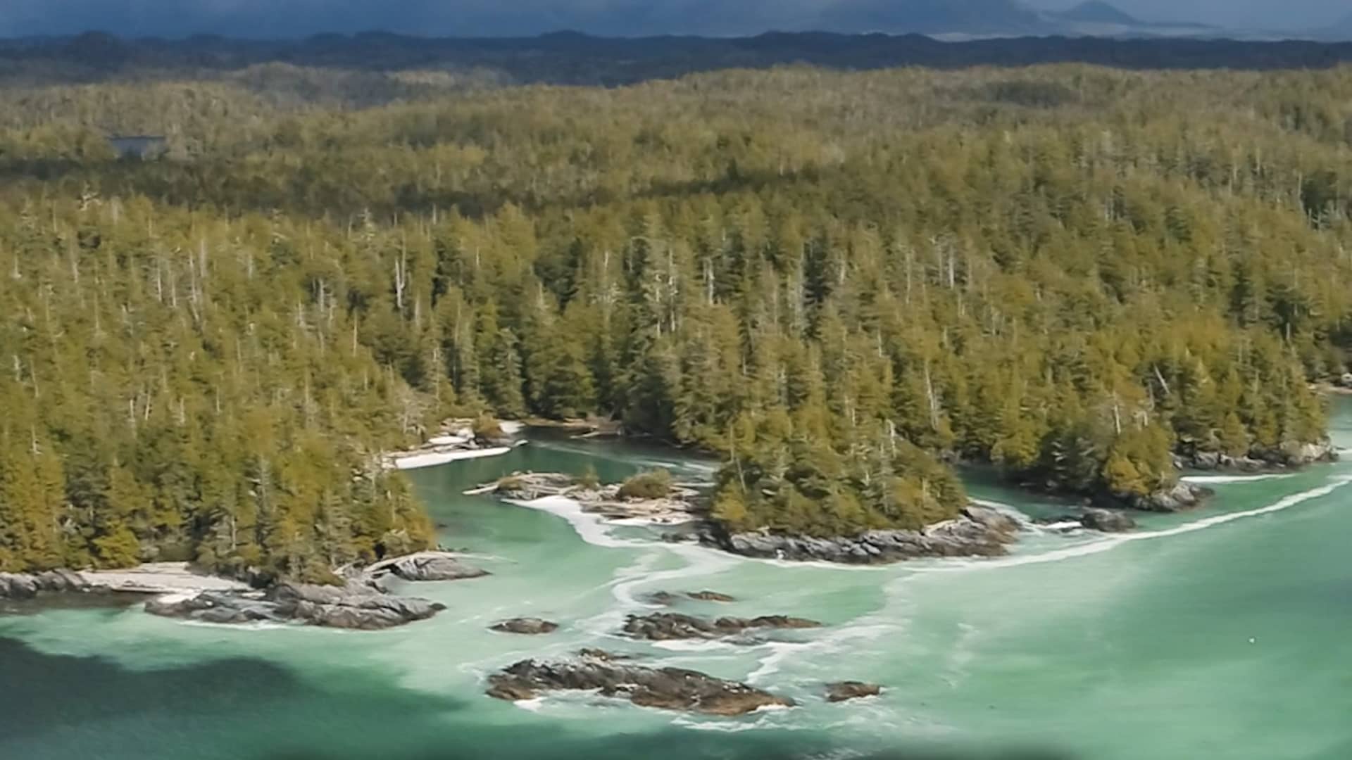 Protect Pacific Herring