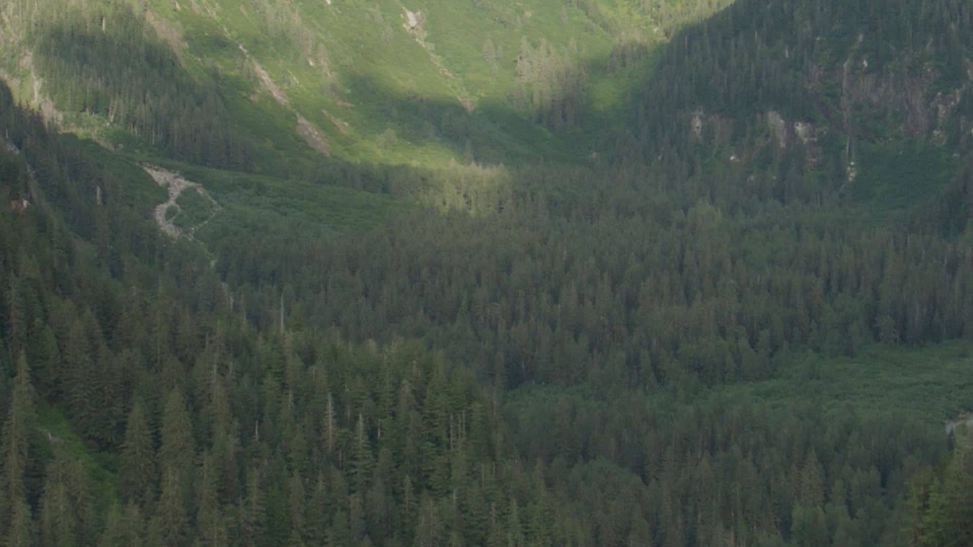 Protect Canada's Old-Growth Forests