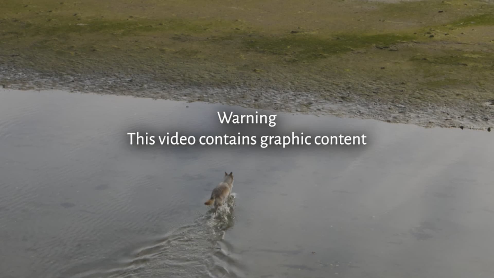 Save British Columbia's Wolves