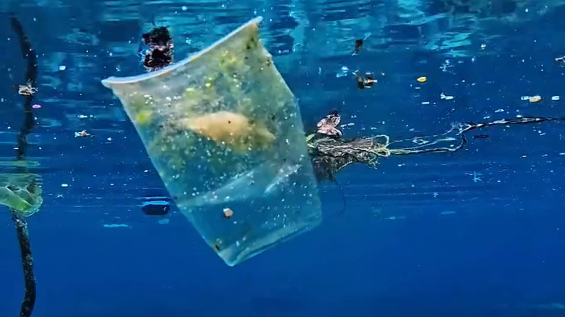 Fishes in trash