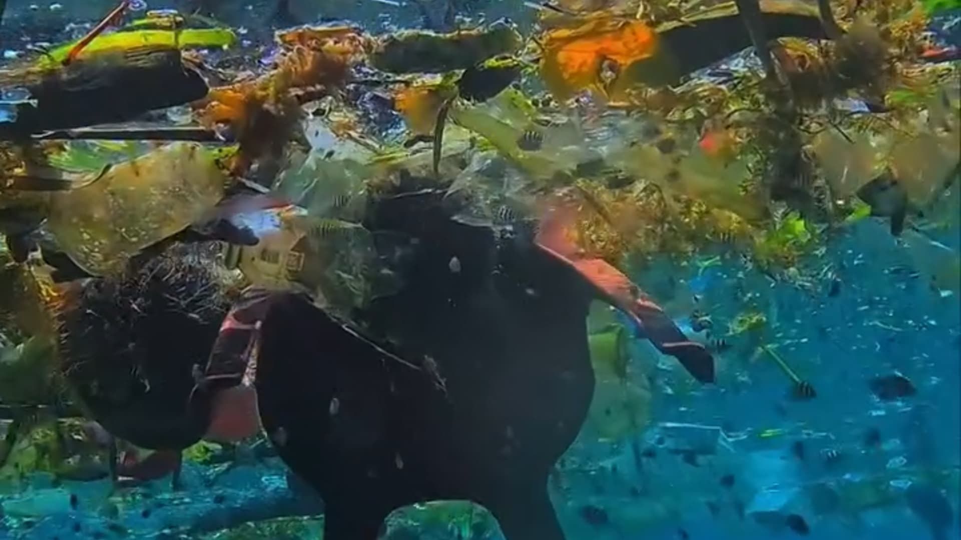 Raja Ampat Trash