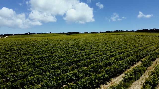 Rota de Vinhos da Pen&iacute;nsula de Set&uacute;bal