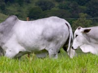 GERAL TOUROS MZ AGROPECUÁRIA