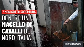 7 mesi sotto copertura: inchiesta in un macello di cavalli nel nord Italia
