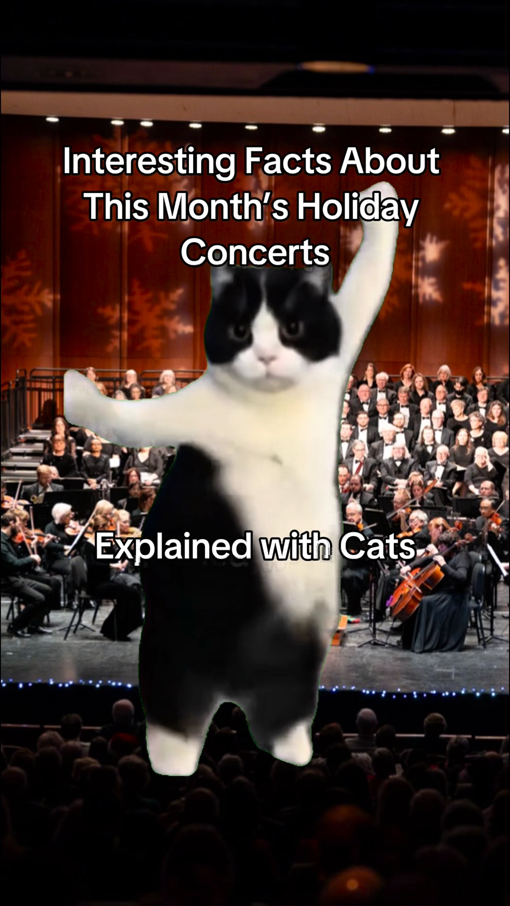 Holiday Concerts Explained by Cats | Videos & Movies on Vimeo