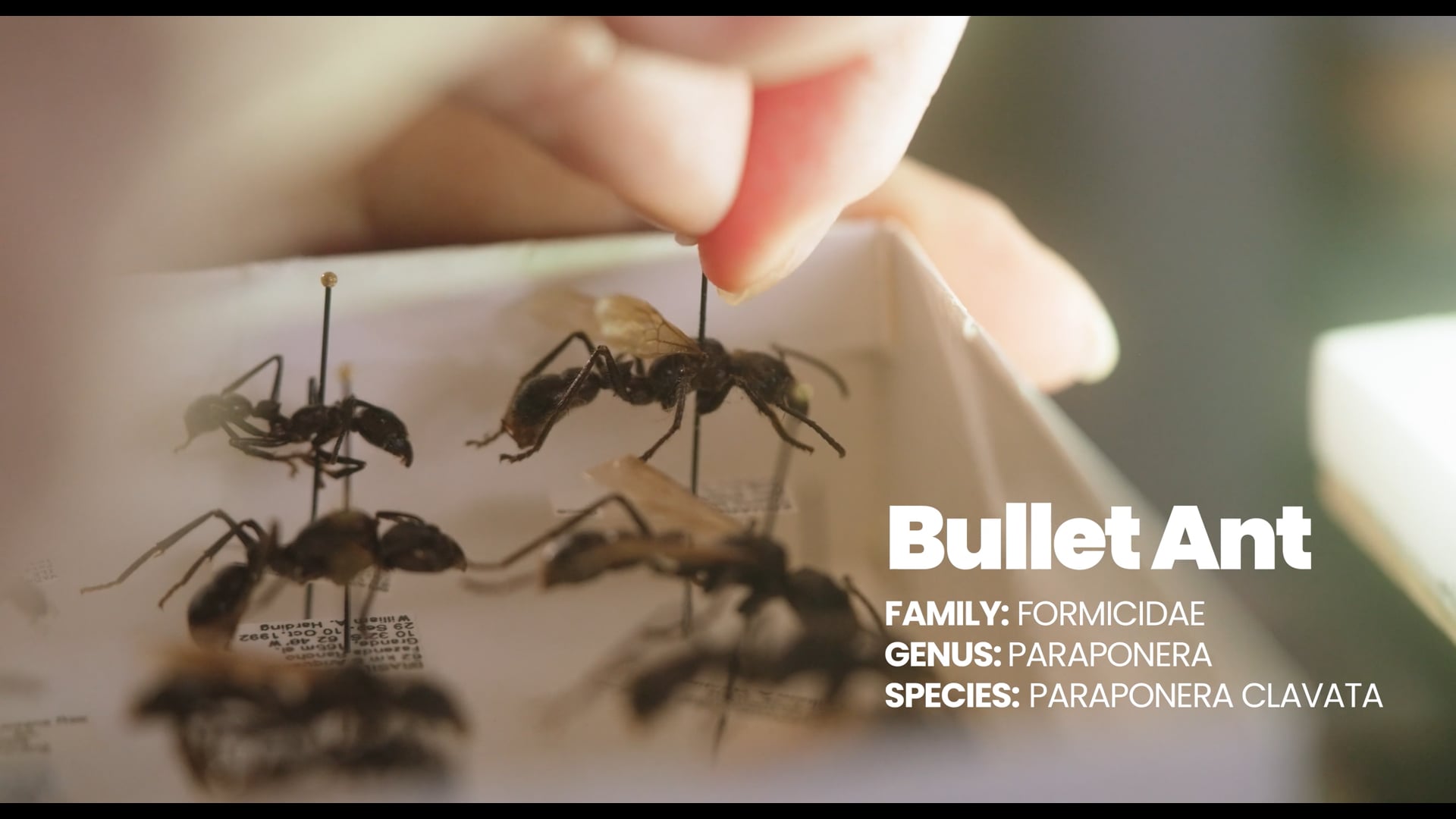 Gillette Museum of Arthropod Diversity