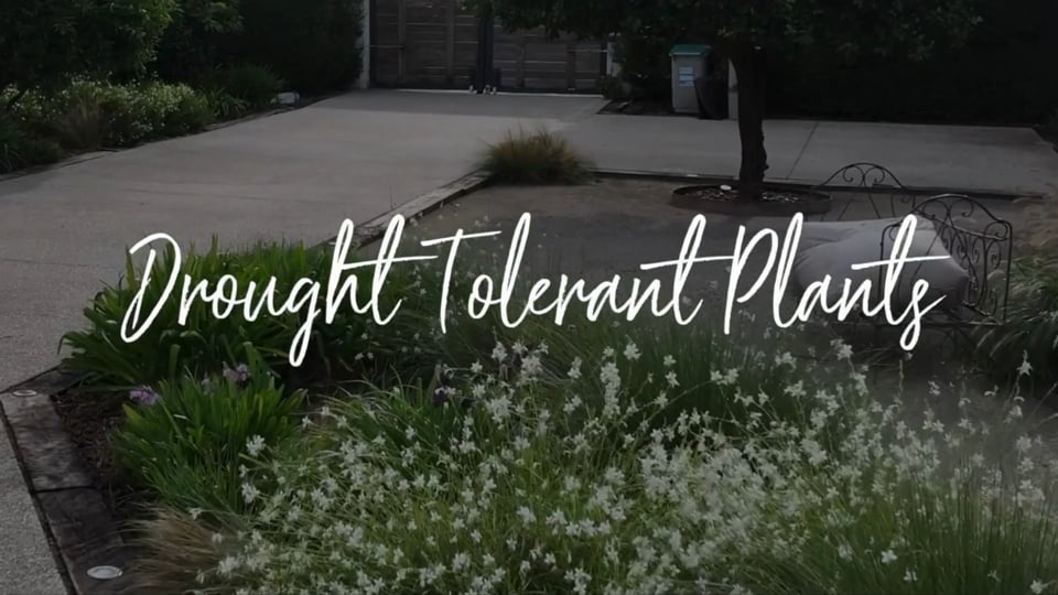 Sustainable and Climate Resilient Gardening:The Smart Way to Future-Proof Your Surrey Garden