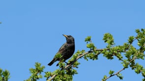 L'Escala empra llums làser per a foragitar els estornells