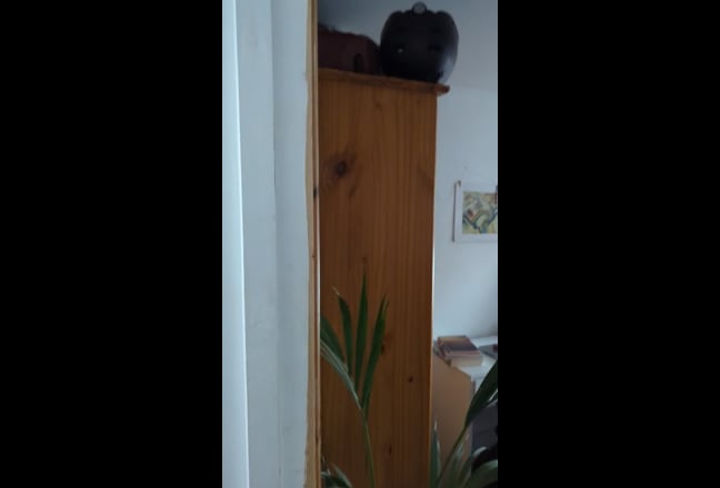 Calm, clean flatshare full of plants 🌿 Main Photo