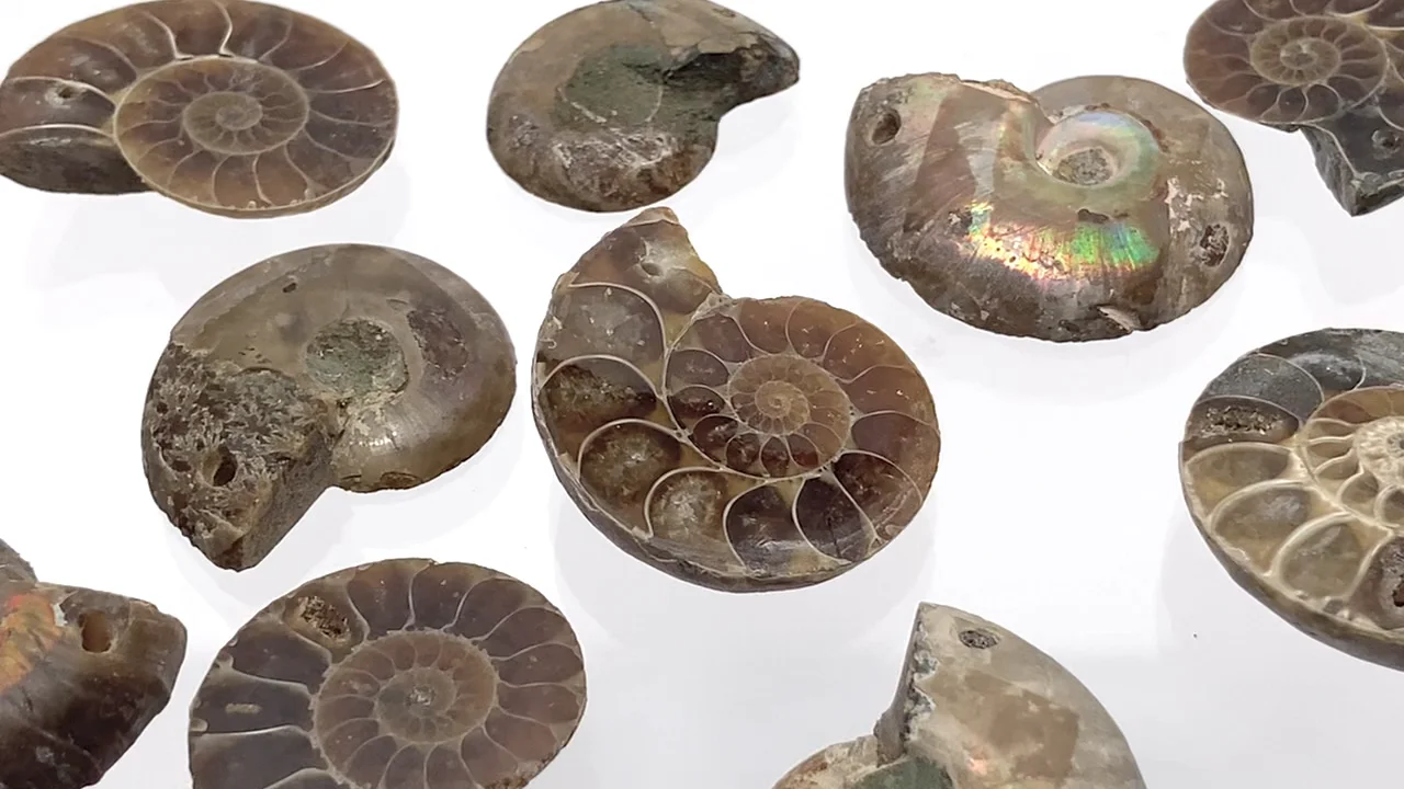マダガスカル産アンモナイトの化石（スライス） 3ペア｜天然石ビーズの