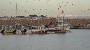 Les teranyines podran portar a port les tonyines pescades accidentalment