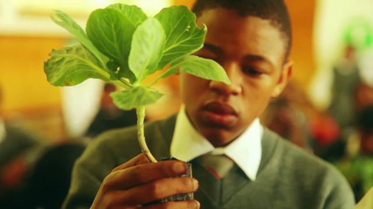 Trees4Schools South Africa