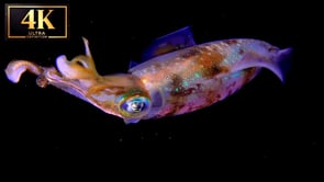 Underwater Short Film - Neon Nights 4K