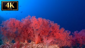 Underwater Short Film - Coral Tranquility 4K