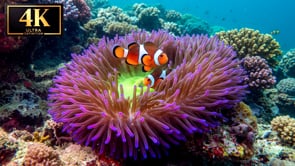Underwater Short Film - Clownfish Of The Tropical Ocean 4K