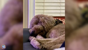 Do You Let The Dogs Sleep In The Bed?