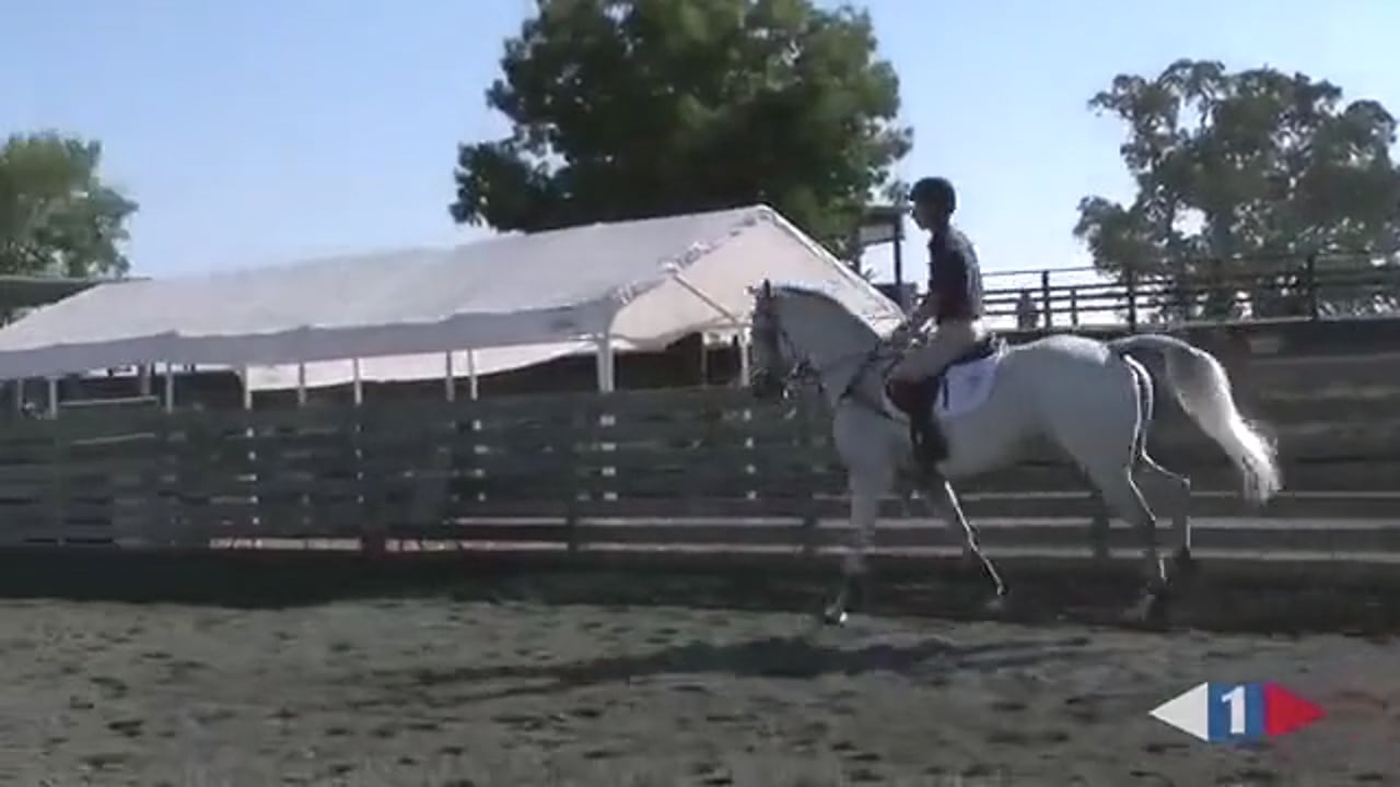 Does Your Horse Look For Their Fence? | David O'Connor | PART 03