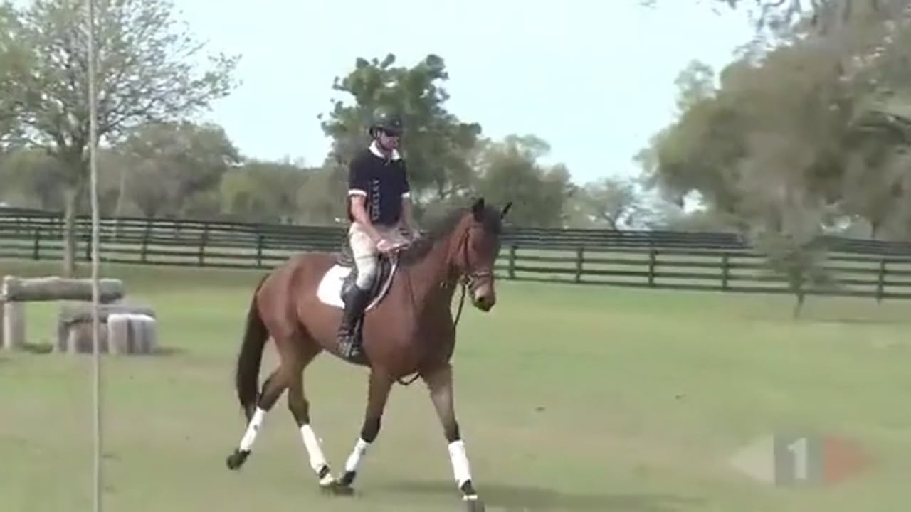 Early Training Of OTTB | Robin Walker | PART 01