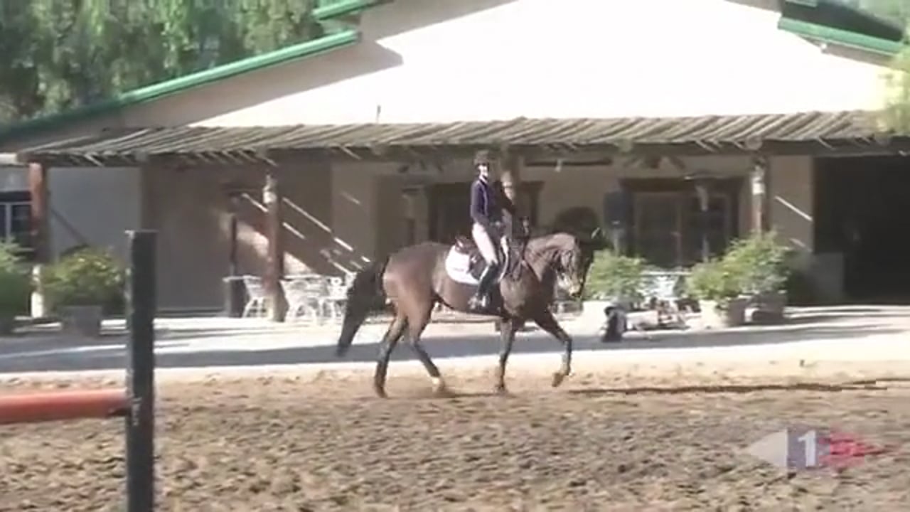 Debbie McDonald works with young stallion