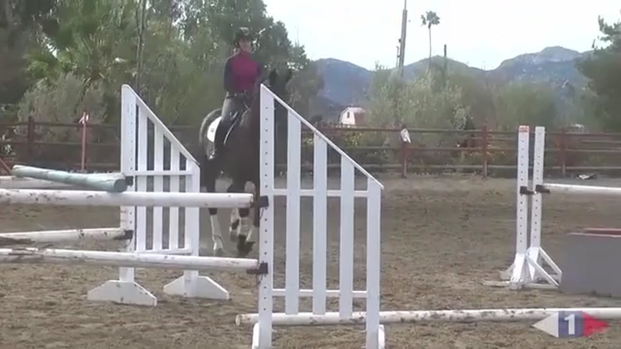 Improving the walk, Half pass, shoulder in work. - Edward Gal