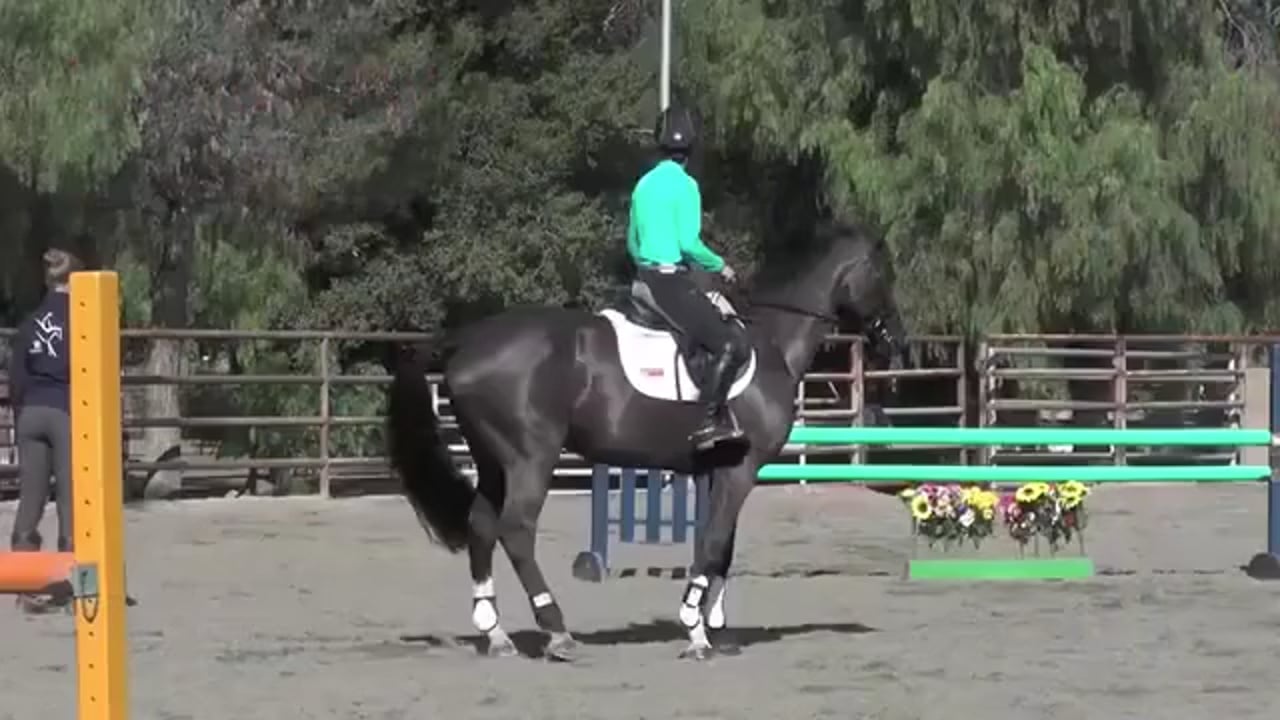 On The Aids For Show Jumping | Leslie Law | PART 04
