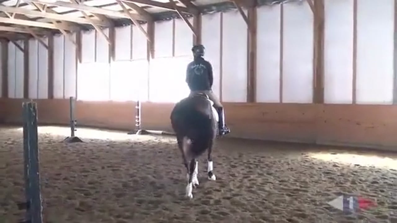 Thoughtful Riding, Flatwork & Grids | Allison Springer | TRAILER 02