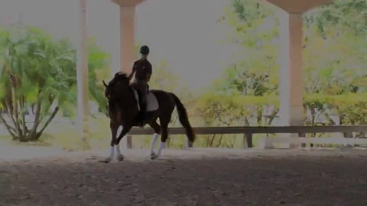 Training with Ernst Hoyos - Piaffe and Passage | Lisa Wilcox | PART 01