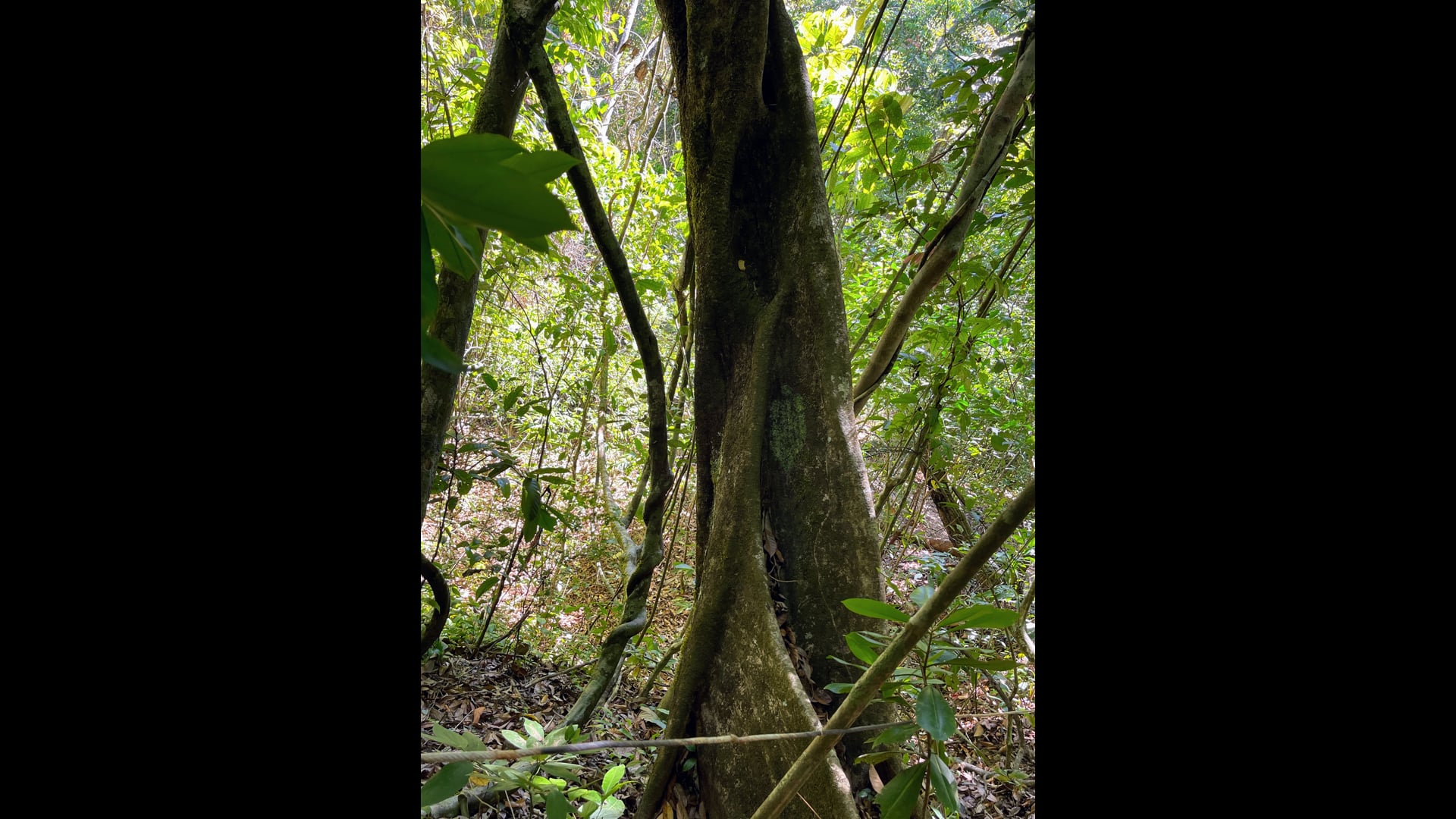 2025 November 17: Inner Compassion