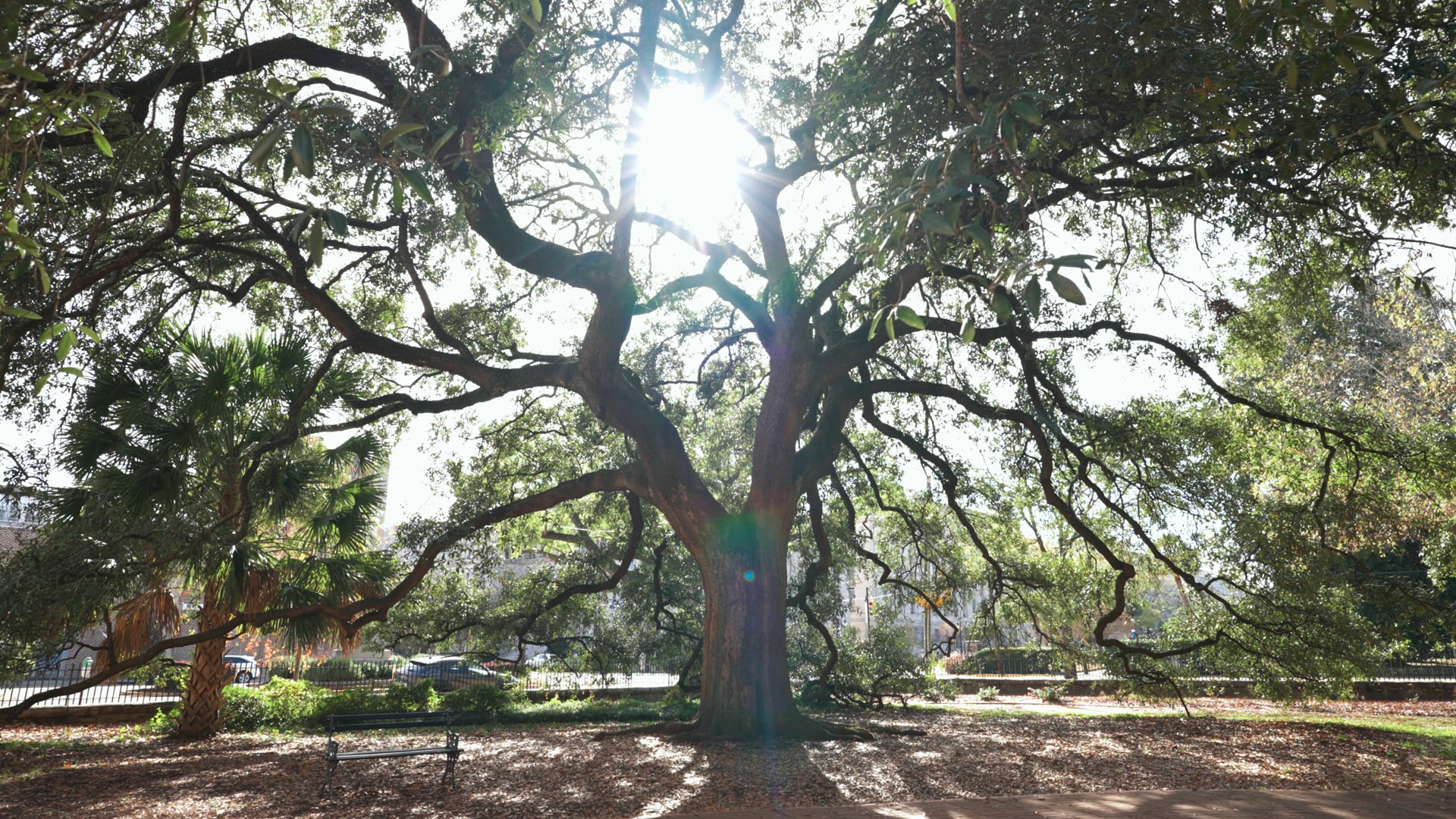 Trinity Episcopal Cathedral | 2025 Promo Video