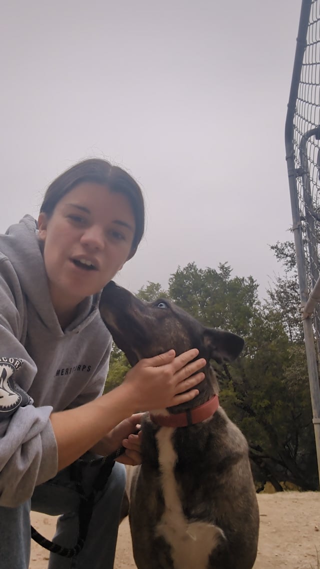 Enlarge Austin, a Adoptable mixed breed in Lago Vista, TX video 5/6
