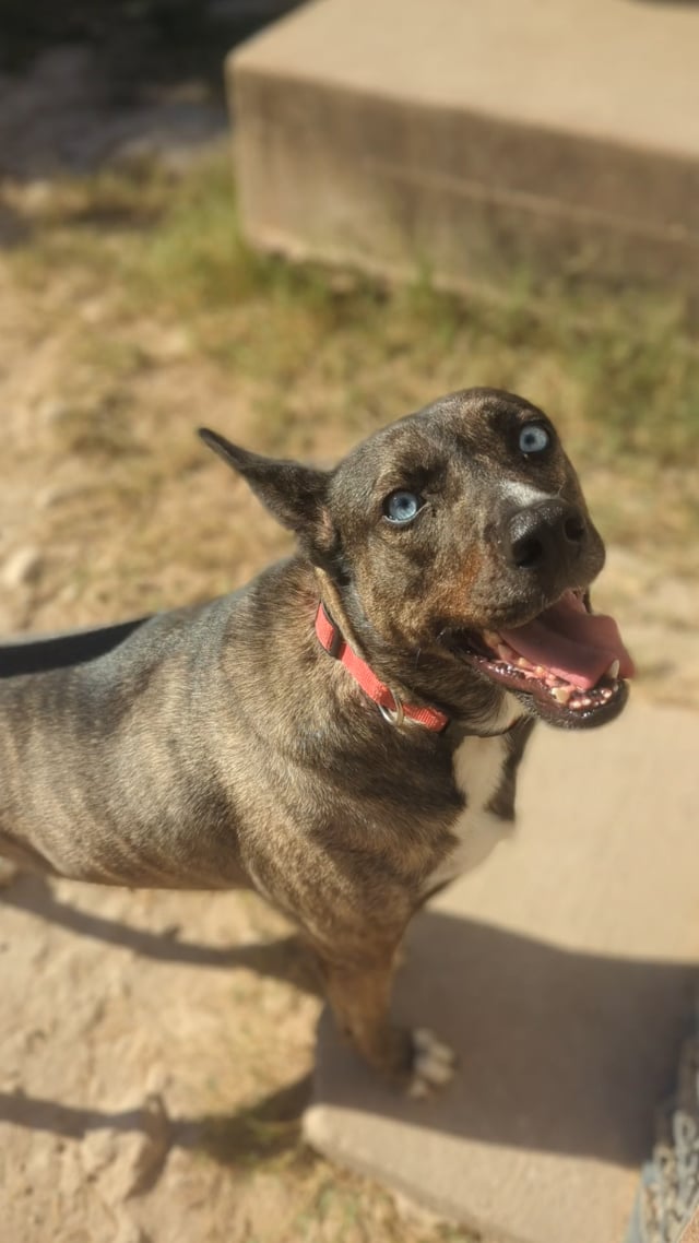 Enlarge Austin, a Adoptable mixed breed in Lago Vista, TX video 6/6