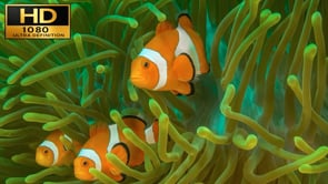 Underwater Film - Clownfish Tropical Coral Reef HD