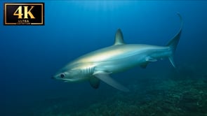 Underwater Film - Dive Philippines 4K