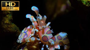 Underwater Film - Dive Philippines HD