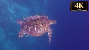 Free Underwater Test Film - 4K