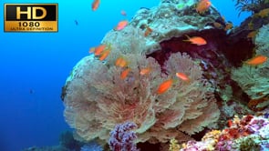 Underwater Film - Coral Reef Scenes HD