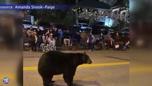 There Was A Bear In The Gatlinburg Parade