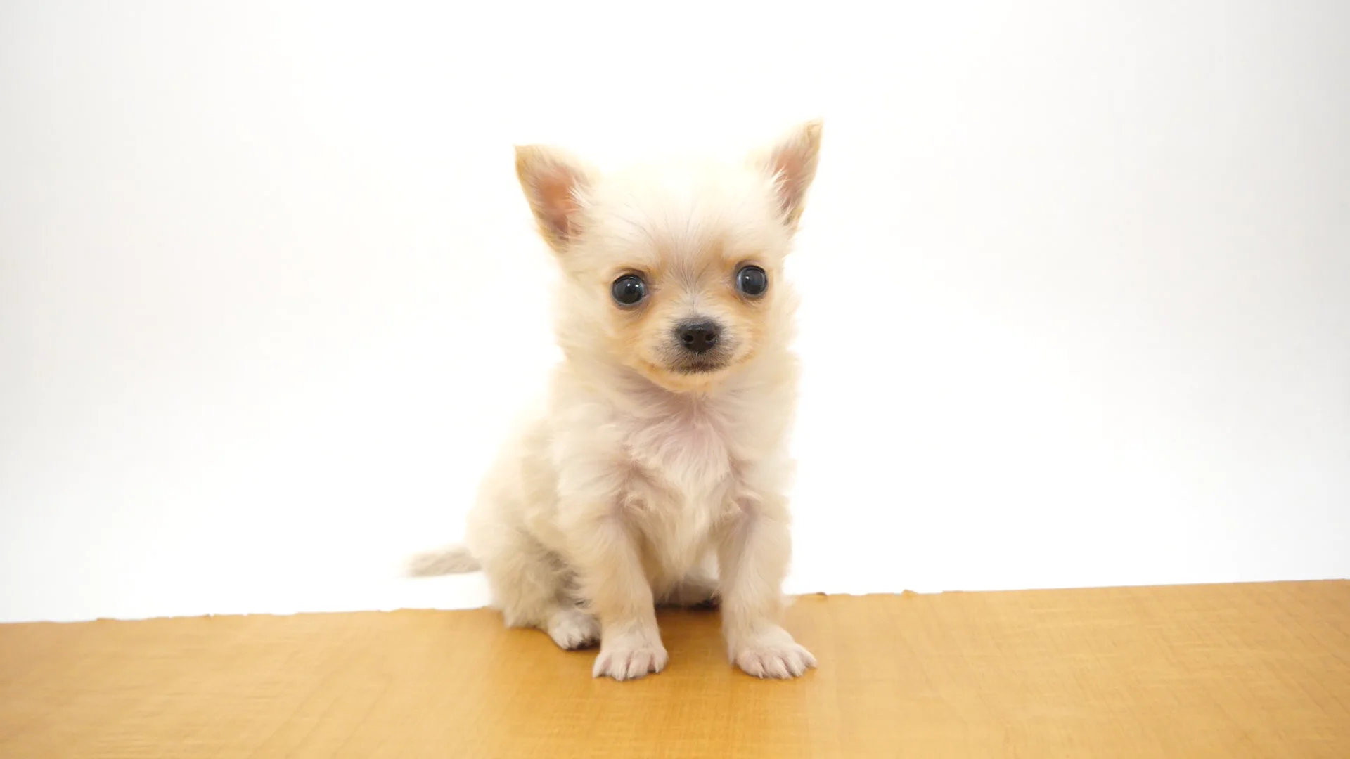 木彫りのチワワ(クリーム) 木彫りのチワワ(クリーム) 5bdce70211179b5a244eeb5bba5f32