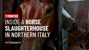 Animal Equality Exposes Horse Cruelty Inside an Italian Slaugherhouse