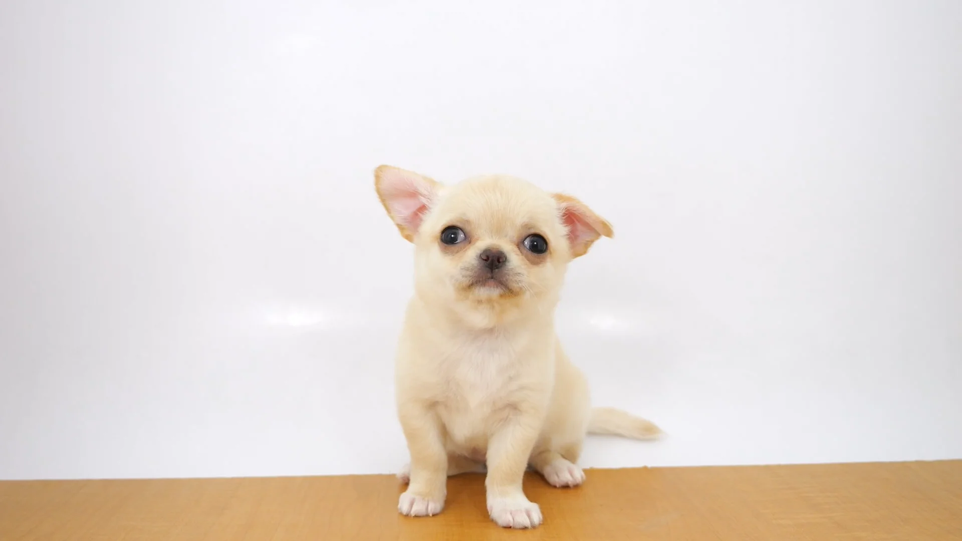 ロングコート・チワワ クリーム 女の子 ウエルケアセンター