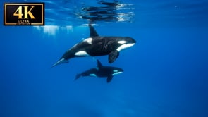 Underwater Film - The Blue Ocean 4K